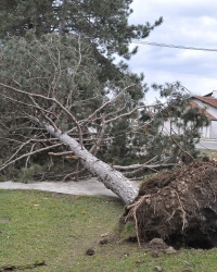 Vetar iščupao drvo