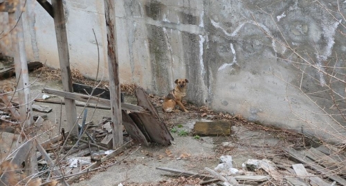 Hrabri volonteri pomogli psu Foto: Udruženje ZOO planet