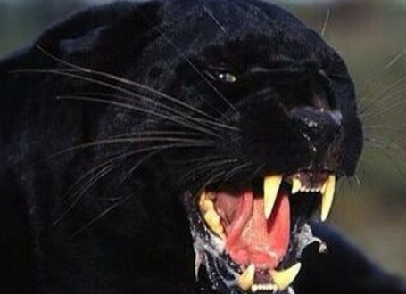 Besna kao puma
